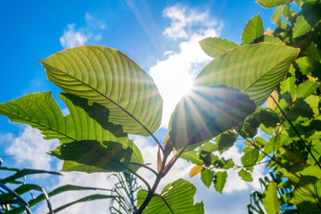 Featured image for 2025s Best Kratom Vendors in Canada: Focused Blends vs. Endless Strains